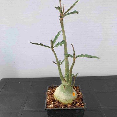 1.Adenium somalense var. crispum，仙人掌、塊根、多肉植物，星期六結標