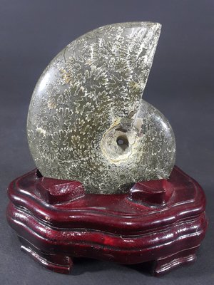 [銀九藝] 古生物 天然斑彩螺 松葉鸚鵡螺化石 吉祥擺飾 高~13.3公分 淨重~275g (e6)