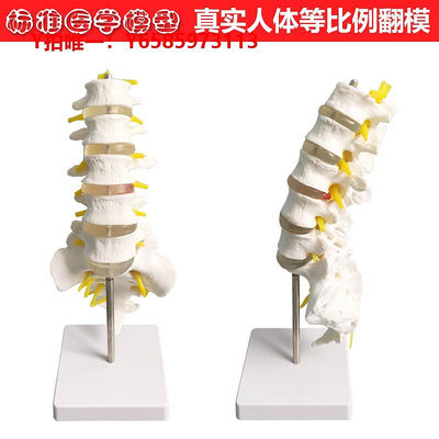 人體骨骼模型人體腰椎模型成人正骨胸椎脊椎脊柱骨模型人體頸椎骨椎體關節模型