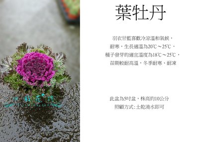 葉牡丹/羽衣甘藍/5吋盆/白紫雙色/季節花卉/觀葉植物/售價120特價100