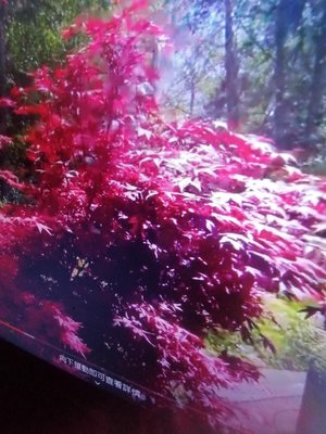 特殊少見的老粗頭露根造型漂亮優美，日本品種紅楓樹槭樹小品盆栽名字叫紅星星，夜思明，全年大部分紅紫色葉子3500元超商免運