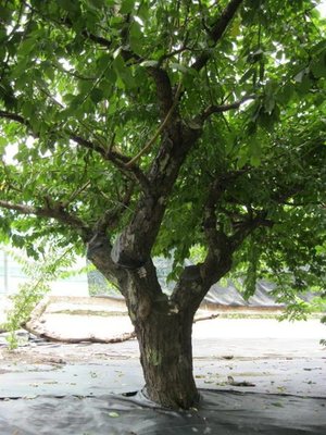 (青山園藝)梅樹 頭徑約25~30cm    黑松真柏桂花含笑雪松象牙木油杉琉球青楓七里香