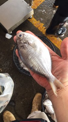 台灣捕撈-現流肉魚每公斤只要450元☆鴻德水產☆滿額免運