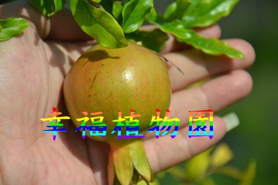 [新興熱帶果樹]大紅袍甜石榴(陸續開花中)需自取