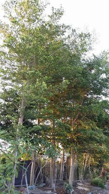 ╭＊田尾玫瑰園＊╯優質庭園用樹(小葉欖仁)--米徑18cm1.2萬元(2-30cm都有供應)