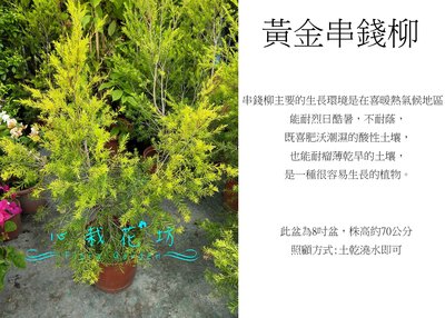 心栽花坊-黃金串錢柳/8吋/綠化植物/綠籬植物/售價500特價400
