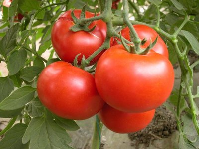 牛番茄種子大包裝100粒