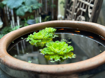 兩個宜均釉養魚大水缸