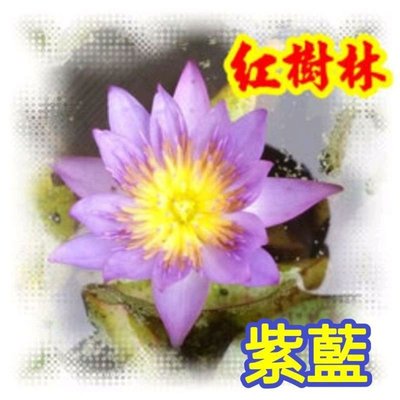 【紅樹林】睡蓮 子母蓮葉片(每葉片)紫藍