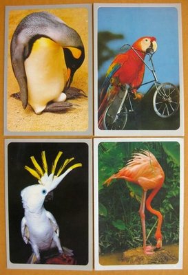 大陸明信片---鳥的藝術---共 10 張---動植物部分