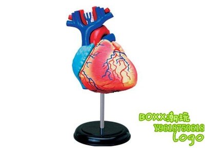BOxx潮玩~4DMASTER 人體解剖拼裝模型 生物教學教具 心臟26052