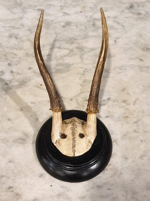 【卡卡頌 歐洲古董】1900 德國老件 精緻  鹿角  標本  掛飾   ss0632  ✬