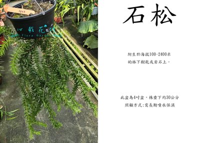 心栽花坊-石松/4吋盆/綠化植物/室內植物/觀葉植物/售價1400特價1200