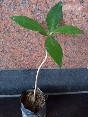 春不老 觀葉植物 景觀植物 造景植物 綠籬植物 樹苗 觀賞植物