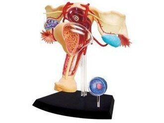 【小瓶子的雜貨小舖】4D MASTER 26062 立體拼組模型人體解剖教學系列-女性生殖系統 4D拼圖