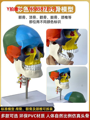 人體骨骼模型仿真人體頭骨頭顱骨解剖模型美術素描學可拆卸彩色骷髏頭3d模具