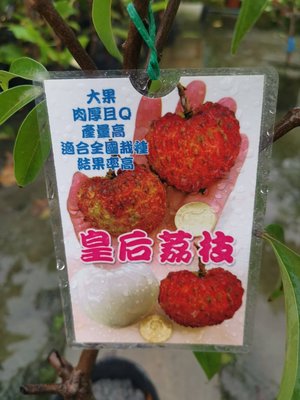 ╭＊田尾玫瑰園＊╯新品種水果苗-(皇后荔枝)高60cm800元