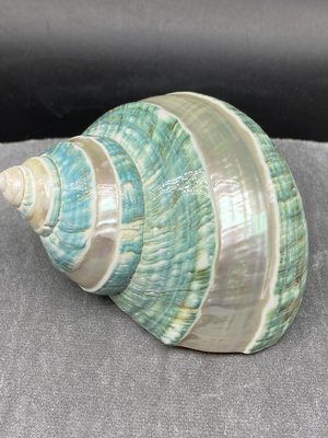 【熱賣精選】環切大綠螺 天然大海螺 9-10厘米綠螺標本螺 天然貝殼海螺特價