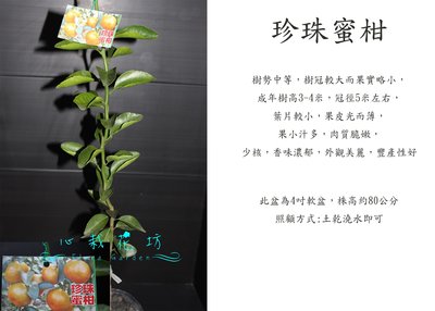 心栽花坊-珍珠蜜柑/蜜柑/柑橘類/嫁接苗/水果苗/售價180特價150