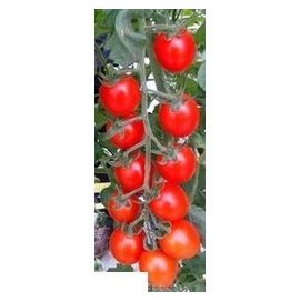 甜蜜蕃茄32號蕃茄種子
