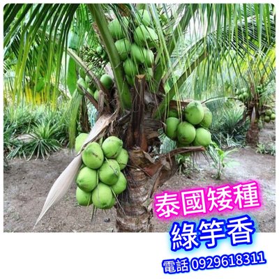 【正宗】泰國矮種香椰苗【綠色+竽香味】買3棵免運費、買5棵送1棵 矮種椰子