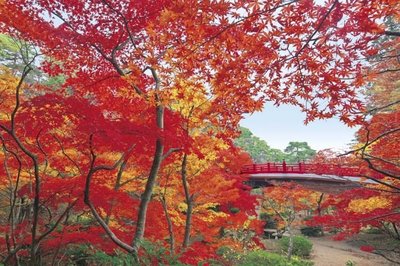 10-748 絕版1000片日本正版拼圖 風景 楓紅的彌彥公園楓葉 新潟
