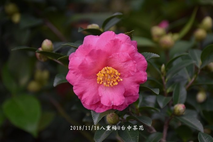 台中茶花 八重梅 原棵茶花 C231 Yahoo奇摩拍賣