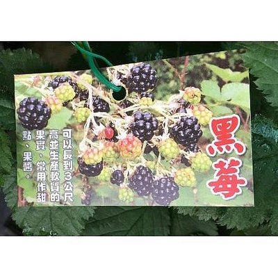 一禪種苗園-生命之果黑鑽石{黑莓(黑莓樹)}水果苗-5吋盆/對人體非常有益的水果/大型多刺密實的灌叢/多年生植物