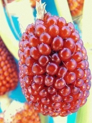 ↖　迷你草莓玉米　(種子)　↗