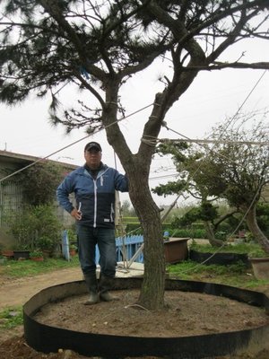 (青山園藝)大黑松 米俓約25~28cm.高度5~6米. 真柏油杉九芎櫻花羅漢松流蘇