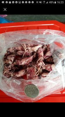 鹹小卷一斤280元（600公克）