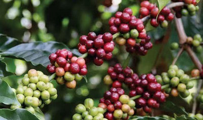 緬甸高山咖啡生豆- 精品豆 阿拉比卡 水洗 4.5公斤