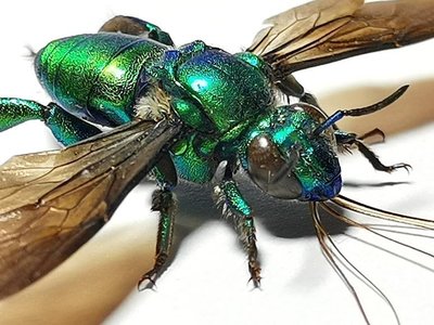【熱賣精選】亞馬遜原始雨林罕見麗蜂昆蟲標本珍藏