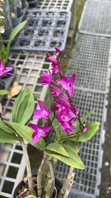 (補貨中)心心花園 ❤澳洲石斛蘭 3.5吋盆 ❤觀花植物 ~鮮豔的紫紅色花朵唷~