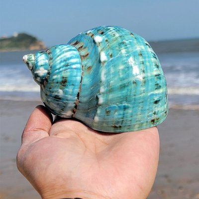 天然超大海螺貝殼海星白珊瑚擺件大綠螺魚缸造景婚慶廣告道具收藏，特價