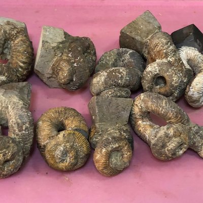 古生物異形菊石標本馬島日本異形彎菊石螺化石凌雲閣化石隕石 促銷