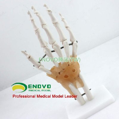 (ENOVO-248) 醫學人體手關節附韌帶模型手骨尺橈骨人體骨骼手足外科