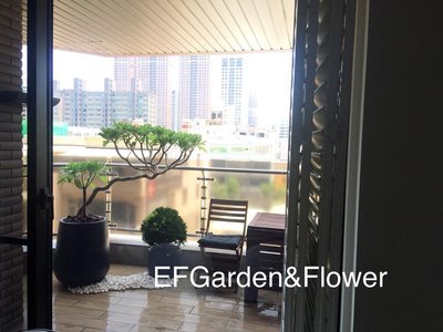 【EF Garden&amp;Flower】白水木 開幕送禮、景觀用樹、陽台盆栽、居家盆栽