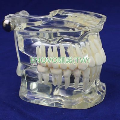 (ENOVO-219) 透明成人標準牙齒模型口腔牙齒科標準牙列模型牙醫頜面