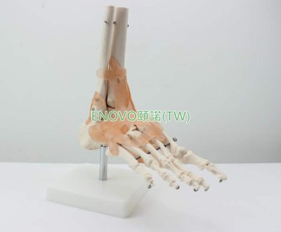 (ENOVO-227) 腳關節附韌帶模型人體足關節骨骼運動系統解剖手足外科
