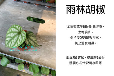 心栽花坊-雨林胡椒/3吋/觀葉植物/室內植物/綠化植物/售價120特價90