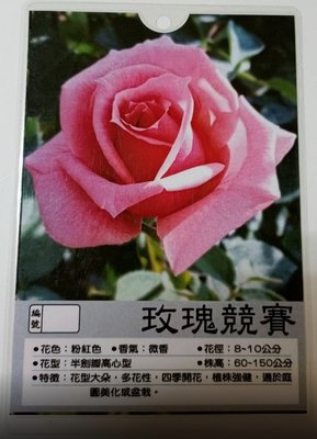 花花世界_玫瑰苗--玫瑰競賽，Tournament of Rose--3.5吋黑軟盆/高10~30公分/MA
