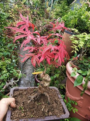老粗頭造型漂亮的美國紅楓樹槭樹小品盆栽名字叫希拉蕊，全年葉子大部份都是紅色葉帶其他色紋路，2990元優惠超商免運好種植