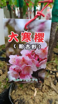 ╭☆東霖園藝☆╮日本櫻花(大寒櫻)..另有多種品種
