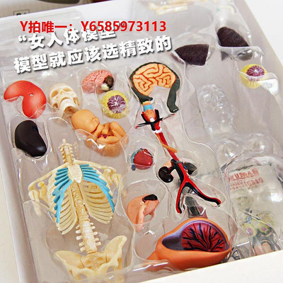 人體骨骼模型4d master透明半身人體解刨模型內臟器官模型學教學人體模型