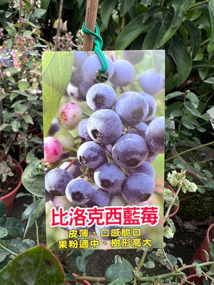 比洛克西 超大果藍莓 矮化盆栽【產果中】比山丘藍果粒還大