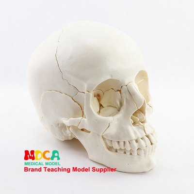 醫學拆分22部件1:1人體原色頭骨模型頭顱骷髏頭醫用教學 MTG014