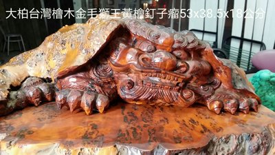 大柏收藏台灣檜木金毛獅王黃檜釘子瘤雕刻53x38.5x18公分
