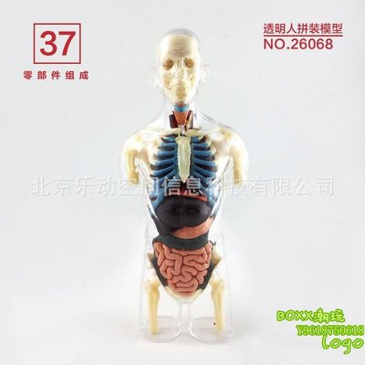 BOxx潮玩~4D MASTER 人體解剖拼裝模型 生物教學教具 透明人體26068