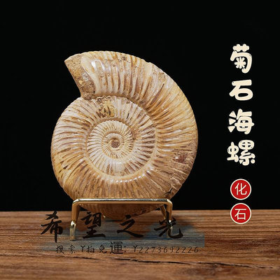 【滿300出貨】化石天然生物海螺化石菊石白螺原石生物標本擺件兒童科普教學樣本禮物